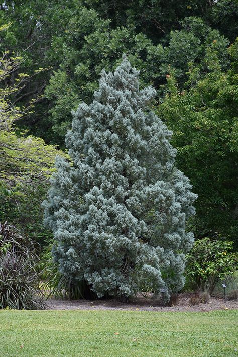 Click to view a full-size photo of Blue Ice Smooth Arizona Cypress (Cupressus arizonica 'Blue Ice') at Family Tree Nursery Arizona Cypress, Front Landscape, Tree Nursery, Front Landscaping, At Family, Full Size Photo, Sandy Soil, Blue Ice, Evergreen Trees