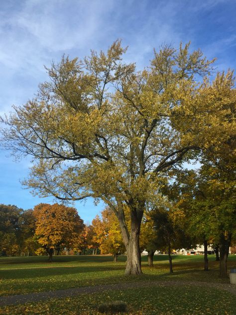 Silver Maple Tree, Maple Trees, Zone 2, Food Forest, Maple Tree, Perennial Garden, Perennials, Indiana, Tree Trunk