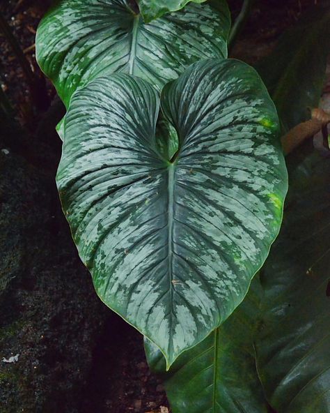 Easy To Grow Houseplants, Chinese Evergreen, Plant Projects, Garden Whimsy, Snake Plant, Pretty Plants, Plant Collection, Plant Mom, Rare Plants