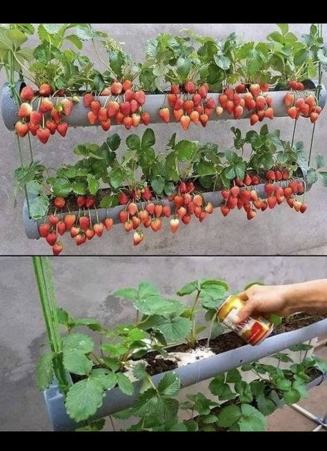 Strawberry Gardening Ideas, Tomato Pot, Vertical Vegetable Gardens, Shower Tile Ideas, Tomato Seedlings, نباتات منزلية, Small Vegetable Gardens, Plant Care Houseplant, Strawberry Garden