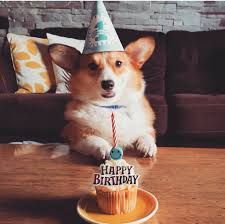 perros corgi  KingdomOfCat .guru is our new companion . Check of their web-site Corgi Birthday, Birthday Corgi, Happy Birthday Dog, Corgi Dogs, Corgi Pictures, Birthday Dog, Corgi Funny, Corgi Puppy, Cute Corgi