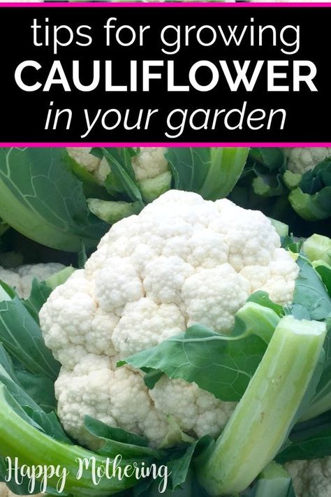 How To Grow Cauliflower, Grow Cauliflower, Growing Cauliflower, Cauliflower Leaves, Growing Vegetables At Home, Cauliflower Plant, Vegetable Garden Diy, Vegetable Gardens, Soil Health