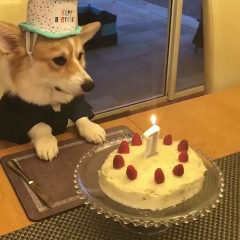 24k Likes, 658 Comments - Corgi (@corgistagrams) on Instagram: “Happy 1st birthday @little_sword_dino” Funny Corgi Pictures, Funny Corgi, Corgi Pictures, Pet Sweaters, Happy 1st Birthday, Birth Day, Dog Best Friend, Corgi Funny, Paws And Claws