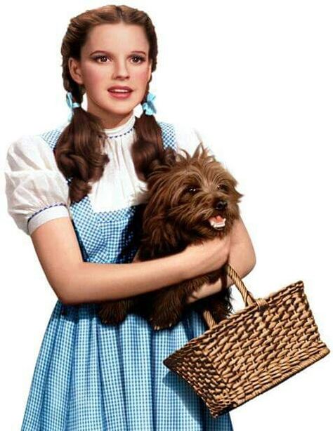 Judy garland and toto Toto Wizard Of Oz, Dorothy And Toto, Wizard Of Oz Musical, Wizard Of Oz Movie, Dorothy Wizard Of Oz, Wizard Of Oz 1939, Oz Movie, Old Hollywood Movie, Dorothy Gale