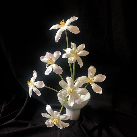 Catherine Foxwell on Instagram: “As florists we can change the shape and form of a flower by reflexing them.  Here are some reflexed tulips in my fave vessel by…” Reflexed Tulips, Shape And Form, The Shape, A Flower, Florist, Tulips, Plants, Flowers, On Instagram