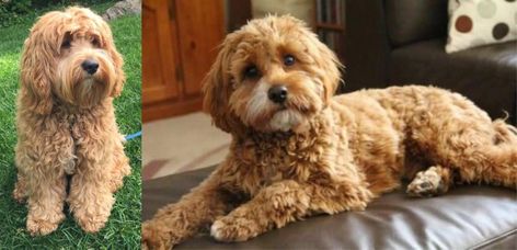 Cockapoo vs Cavapoo - Breed Comparison | MyDogBreeds Cockapoo Vs Cavapoo, Cavapoo Full Grown, Dog Illnesses, Cavapoo Dogs, Cockapoo Dog, Dead Hair, Miniature Poodle, Amazing Animals, Charles Spaniel