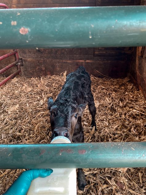 Calf Aesthetic, Bottle Calf, Farming Aesthetic, Western Pics, Country Aesthetic, Country Stuff, Western Aesthetic, 2025 Vision, Country Farm