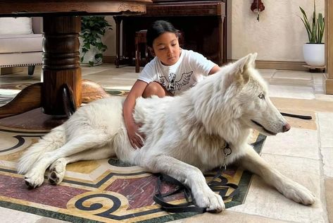 Mid Content Wolfdog, White Wolf Dog, Wolf Dog Hybrid, Wolf Hybrid Dogs, Wolf Dog Puppy, Wolfdog Hybrid, Dog Wolf, Wolf Dogs, Big Wolf