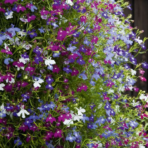 Lobelia Ultra Cascade Mixed | Suttons Primrose Plant, Dianthus Flowers, Summer Planter, Basket Collection, Daffodil Bulbs, Indoor Trees, Plants For Hanging Baskets, Cottage Garden Plants, Ground Cover Plants