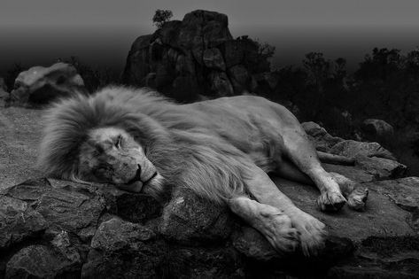 ... The lion sleeps tonight | by Peter Warne-Epping Forest Lion Sleeping, Lion Sleeps Tonight, Epping Forest, The Lion Sleeps Tonight, Song Cover, Male Lion, The Lion, Lion, The Day