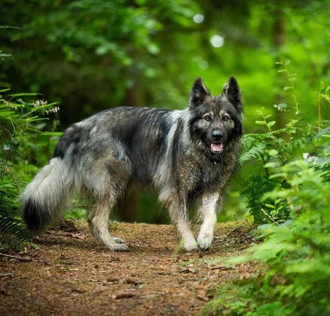 The 10 True Hybrid Cross Breed dogs - HubPages Panda Shepherd, Alsatian Puppy, Wolf Dog Breeds, American Alsatian, Northern Inuit Dog, Alsatian Dog, Dog Crossbreeds, Every Dog Breed, Wolf Hybrid