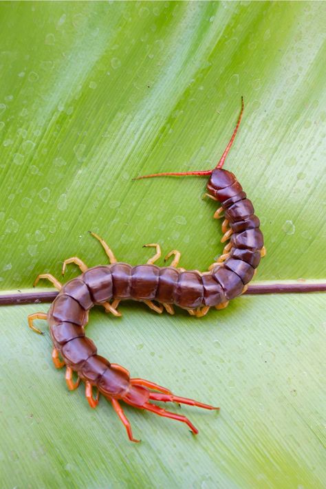 People with Centipedes as their Spirit Animal Weird Insects, Centipedes, Insect Photos, Cool Insects, Cool Bugs, Bug Art, Macro Shots, Beautiful Bugs, Arthropods