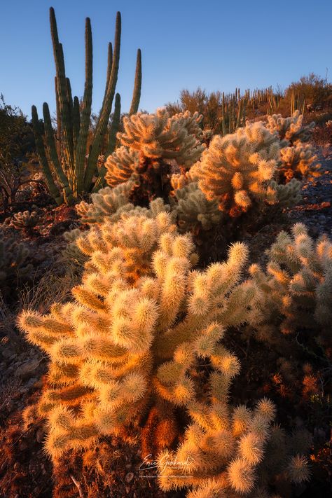 Organ Pipe Cactus, Fw 2024, Cholla Cactus, 2024 Moodboard, Visit Arizona, Southern Arizona, Arizona Hiking, Evening Light, Setting Sun