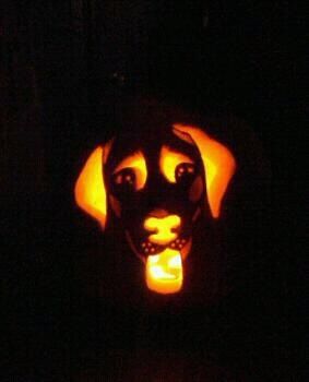 Our black lab carved up for halloweens Lab Pumpkin Carving, Dog Jack O Lantern, Dog Pumpkin Carving, Cat Pumpkin Carving, Diy Anniversary Cards, Halloween Pumpkin Stencils, Halloween Pumpkin Carving Stencils, Creative Pumpkin Carving, Scary Pumpkin Carving