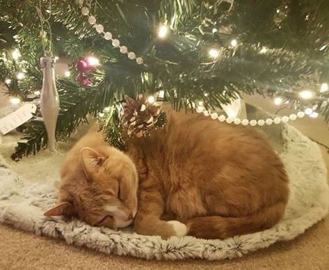 Sleeping Ginger under the tree... Christmas Kitty, Cat Christmas Tree, Söt Katt, Image Chat, Orange Tabby Cats, Orange Cats, Cat Sleeping, Ginger Cats, Cat Person