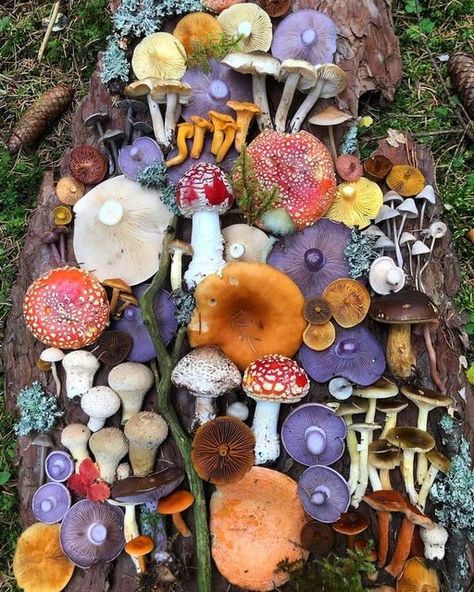 Mushroom Colors, Mushroom Pictures, Hedge Witch, Mushroom Fungi, Cottage Art, Witch Aesthetic, Mushroom Art, Hedges, Nature Beauty