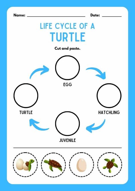 Life Cycle of A Turtle Cut And Paste Worksheet Life Cycle Of A Turtle, Life Cycle Of Animals, Frog Unit Study, Sea Turtle Life Cycle, Ant Life Cycle, Turtle Life Cycle, Turtle Activities, Life Cycle Of A Frog, Life Cycle Craft