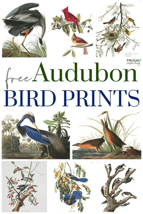 Love bird paintings - Where to Get Audubon Prints free. Vintage bird prints framed are timeless and classic. Learn how to download free Audubon bird sketch prints and where to find beautiful illustrated vintage bird prints for framing and home décor. You will love Bird drawings, Audubon birds of America illustrations, bird botanical prints, vintage bird prints black & white, bird home décor and more. #free #FrugalCouponLiving #audubon #birds Audubon Bird Prints, Vintage Bird Prints, Sketch Prints, Botanical Prints Free, Bird Printables, Trunk Makeover, Botanical Printables, Audubon Prints, Tv Wall Decor Ideas