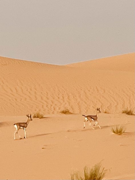 Al Badayer desert, UAE 🇦🇪 Uae Desert, Pins