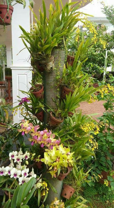 Orchid Display Outdoor, Orchid Stand, Vertikal Garden, Ground Orchids, Orchid Plant Care, Orchid House, Plant Display Ideas, Orchid Planters, Garden Nook