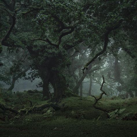 3,766 Likes, 61 Comments - Nick Green (@nickgreen1962) on Instagram: “ENGLAND #landscape #landscapephotography #dartmoor #dartmoornationalpark #tree #tv_foggy #nikon…” Nick Green, England Landscape, Dark Naturalism, Dark Forest Aesthetic, Dartmoor National Park, Dragon Artwork Fantasy, Dark Green Aesthetic, Foggy Forest, Misty Forest