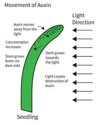 Plant Anatomy, Igcse Biology, Biology Plants, Plant Physiology, Plant Pathology, Study Chemistry, Chemistry Classroom, Research Poster, Plant Study