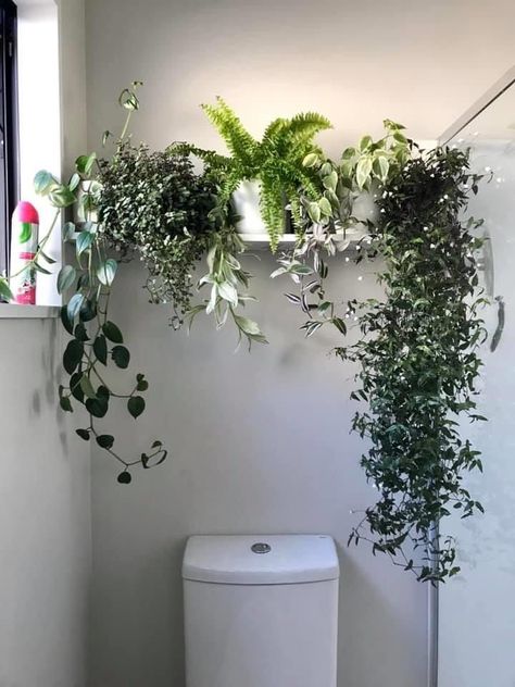 Hanging Plants Against Wall, Plants Above Bathroom Mirror, Wall Planter Bathroom, Shower With Plants Inside, Bathroom Plant Wall, Bathroom Plants No Sunlight, Bathroom Plants Decor, Indoor Plant Wall, Hanging Plant Wall