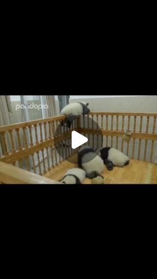 Fun Fun Panda on Instagram: "❤️🐼 🌿 

#Pandas
#PandaLove
#PandaBear
#CuteAnimals
#AdorableAnimals
#AnimalLovers
#PandaLife
#PandaCub
#GiantPanda
#SaveThePandas#childrensday" Pandas Playing, Baby Panda Bears, Panda Bears, Panda Love, Giant Panda, Baby Panda, Fun Fun, July 4, Panda Bear