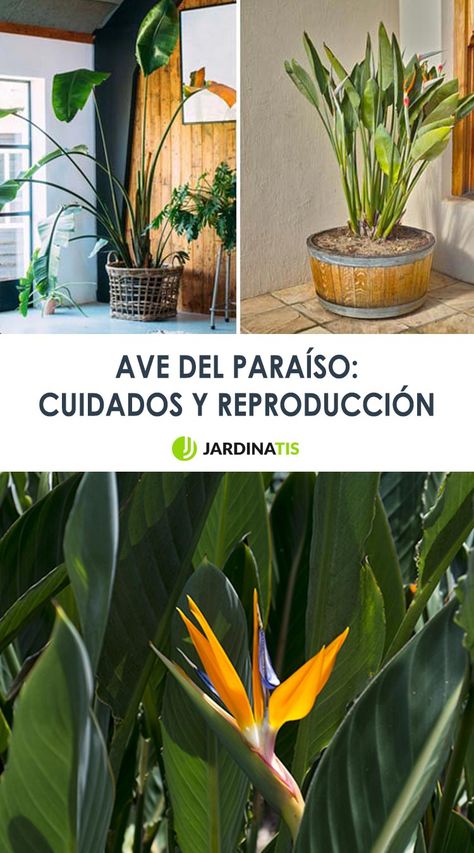 Ave del paraíso - Jardinatis Iñigo Segurola os cuenta las claves para mantener en perfecto estado a la Strelitzia reginae, más conocida como ave del paraíso debido sus singulares y espectaculares flores naranjas. Además, resolvemos las principales dudas respecto a esta planta tropical: ¿qué hacer cuándo se marchita su flor? ¡No os lo perdáis! #jardinatis #jardinería #avedelparaíso #Strelitziareginae #plantadecorativa #cuidados #floresnaranjas Strelitzia Reginae, Garden Projects, Garden Plants, California, Plants, Flowers, Quick Saves