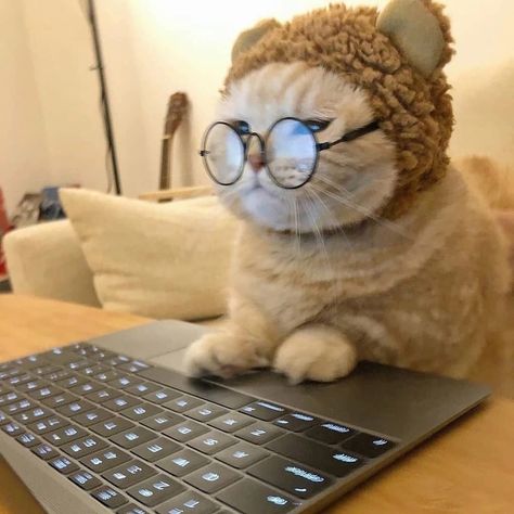 Kitten Wallpaper, Cat Work, Funny Cat Wallpaper, Wallpaper Laptop, Cute Cat Wallpaper, Cute Cats Photos, Cat Aesthetic, Cute Cats And Kittens