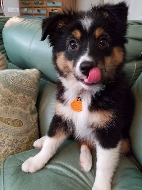 mini american shepherd tri Mini American Shepherd, Mini Aussie Shepherd, Mini Aussie Puppy, Mini Australian Shepherd, Miniature American Shepherd, Aussie Dog, American Shepherd, Aussie Shepherd, Aussie Puppies