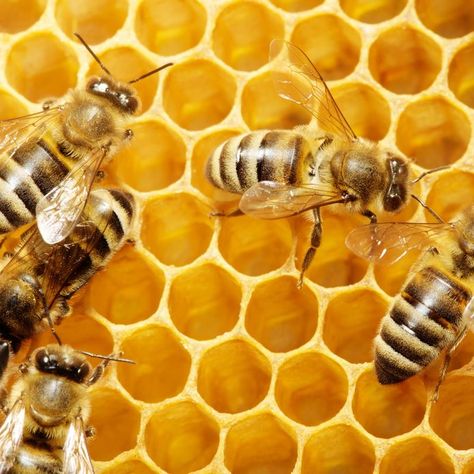 How Bees Make Honey, Making Honey, Face Masque, Working Bee, Flower Face, Bee Friendly, Plant Health, Animal Facts, Passion Flower