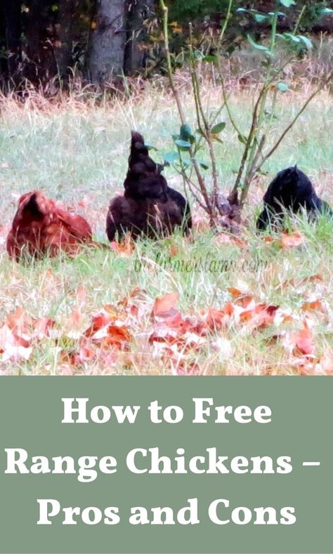 Food For Chickens, Homestead Animals, Chicken Flock, Open Range, Raising Backyard Chickens, Farm Nursery, Free Range Chickens, Backyard Chicken Coops, Chicken Feed