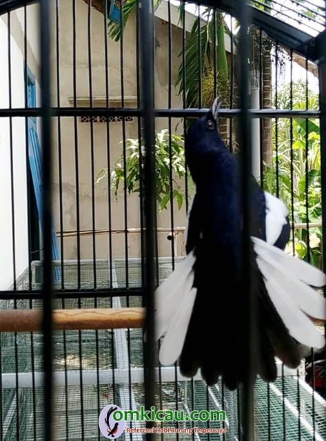 Karbi Anglong, Burung Helang Langkawi, Blue Jay, Parrot, Animals