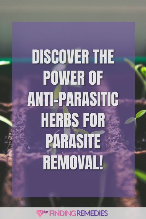 Discover the Power of Anti-Parasitic Herbs for Parasite Removal! Natural Antiparasite, Anti Parasitic Herbs, Herbs For Parasites, Antiparasitic Herbs, Natural Parasite Cleanse, Herbal Parasite Cleanse, Healthy Hygiene, Parasite Cleanse, Herbs Garden