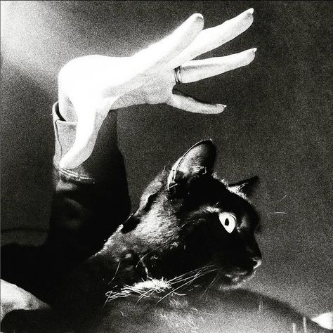 Season Of The Witch, Dark Gothic, Halloween 2017, Cat Aesthetic, White Photo, Dark Aesthetic, Aesthetic Art, A Cat, Dream Life