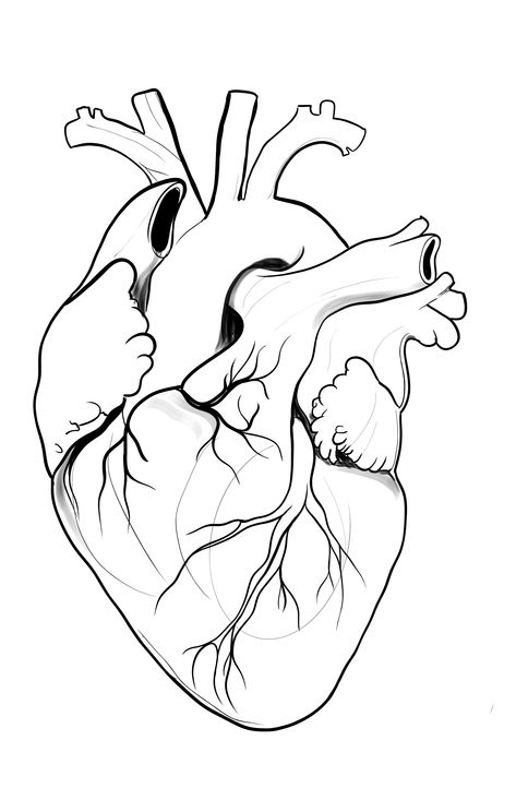 Human Heart Black And White, Anatomical Heart Stencil, Anatomical Heart Clipart, Atomically Heart Drawing, Real Heart Drawing Easy, Human Heart Drawing Sketches, Anatomical Heart Drawing Simple, Heart Anatomy Drawing Sketches, Anatomic Heart Drawing