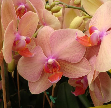 Peach Orchid Phalaenopsis Peach Phalaenopsis Orchid, Peach Orchid, Orchid Phalaenopsis, Phalaenopsis Orchid Care, Color Melon, Orchid Varieties, Plant Store, Nursery Garden, Wake Forest Nc