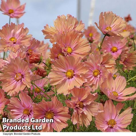 Cosmos Apricotta, Cottage Landscaping, Cosmos Bipinnatus, Asparagus Beans, Rose Fushia, Cosmos Flowers, Blush Flowers, Balloon Flowers, Veggie Garden