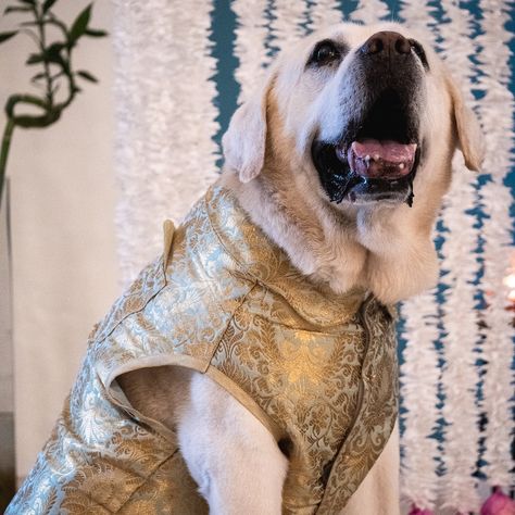 Indian Dog, Dog Wedding Outfits, Wedding Pets, Lhasa Apso, Dog Wedding, French Bulldogs, Cocker Spaniel, Rottweiler, Shih Tzu