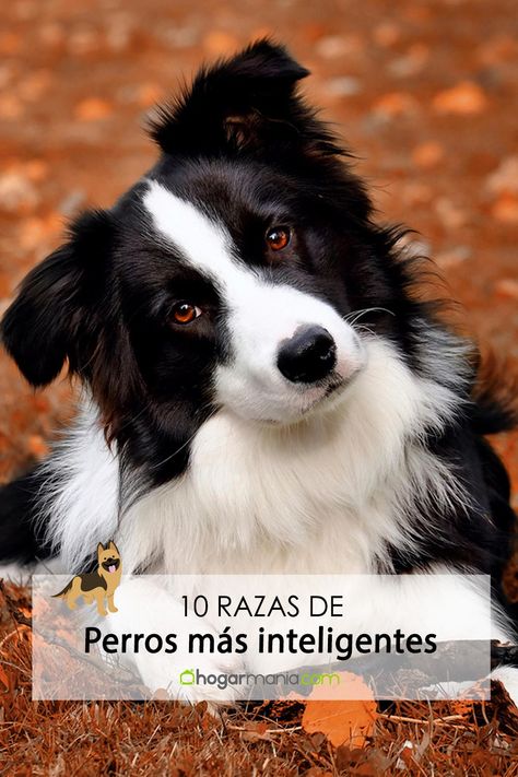 El debate sobre los perros más inteligentes se repite constantemente. 🐕 Es difícil medirlo teniendo en cuenta la cantidad de razas y de tipos de mestizos que existen. 🤨 Pero si nos fijamos en las razas puras, podemos clasificar las más inteligentes basándonos en su capacidad de aprendizaje. 😉 #perro #perros #dogs #perrosgraciosos #perroslindos #saludperros #verano #verano2022 Dog Pin, Cute Dog, Border Collie, Animals And Pets, Husky, Dogs, Animals