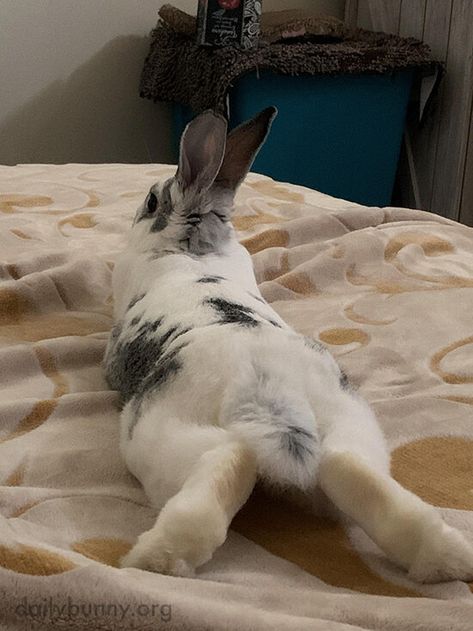 Bunnies do not appreciate those back feet being touched, but it can be hard to resist! - March 10, 2020 Bunny Jump, Bunny Pics, Funny Bunny Videos, Bunny Paws, Daily Bunny, Cute Bunny Pictures, Bunny Mom, Bunny Drawing