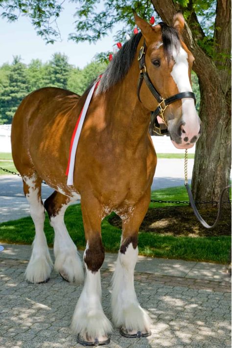 Clydesdale Horses Budweiser, Brindle Horse, Clydesdale Horse, Irish Sport Horse, Native American Horses, Shire Horse, Rasy Koni, Clydesdale Horses, Beautiful Horse Pictures