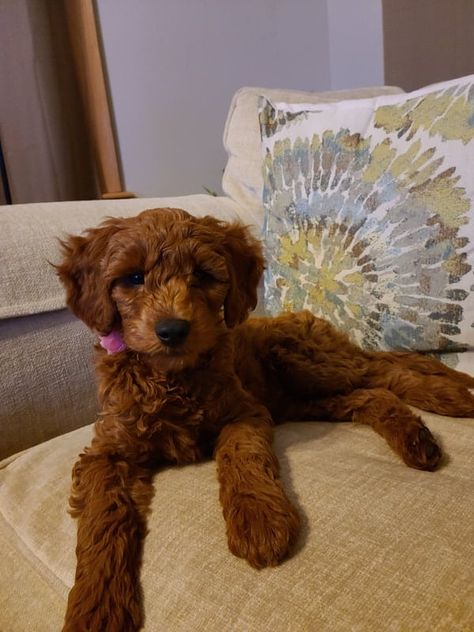 7 Best Goldendoodle Breeders In Minnesota Mini Goldendoodle Breeders, Mini Goldendoodles, Standard Goldendoodle, Goldendoodle Breeders, Puppy Proofing, Mini Goldendoodle, Goldendoodle Puppy, Puppy Mills, Training Your Puppy