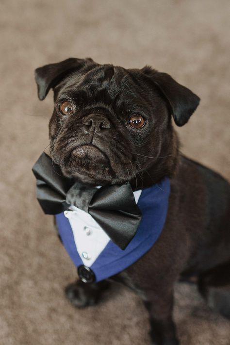 pug dog dressed in a bow tie for a wedding day Friends Getting Ready, Pug Wedding, Dogs Wedding, Dunedin New Zealand, Lulus Wedding, Dog Wedding Dress, Beautiful Vows, Distinguished Gentleman, Beautiful Blue Sky