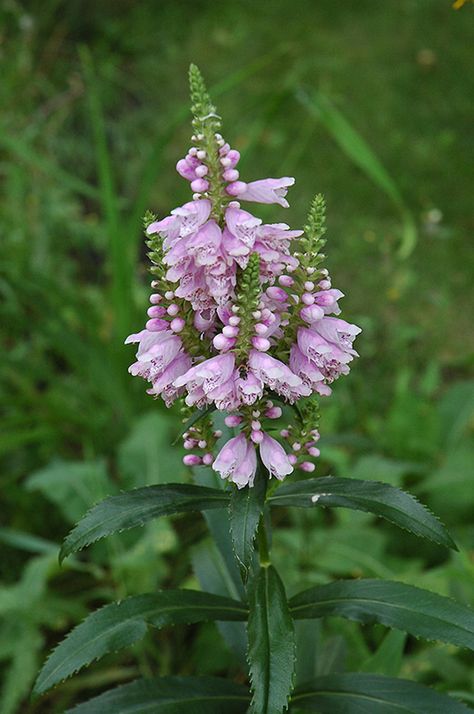 Obedient Plant, Perennial Border, Perennial Shrubs, Border Plants, Native Garden, Herbaceous Perennials, Woodland Garden, Free Plants, Garden Fencing