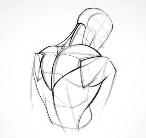 Proko- Shoulder Muscles! Shoulder Up Pose Reference Drawing, Back Study Drawing, Over The Shoulder Reference Drawing, Shoulder Anatomy Reference, Grabbing Shoulder Reference, Shoulder Blades Reference, Hunched Shoulders Reference, Shoulder Anatomy Art, Anatomy Reference Back View