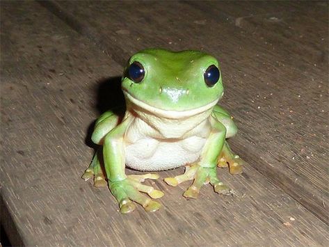 Hilarious Puns, Tier Tattoo, Funny Memes About Life, Frog Pictures, Animal Puns, Best Puns, Rage Comics, Funny Frogs, A Frog