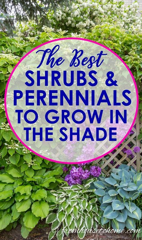 I love this list of plants to grow in shade! It has lots of perennials and shrubs that are perfect for the flower beds in my backyard shade garden. #ShadePlants #PlantsToGrowInShade #GardeningTipsAndPlants #ShadePerennials Shade Garden Landscaping, Backyard Shade Garden, Shade Plants Container, Perennials Low Maintenance, Shade Loving Shrubs, Shade Landscaping, Plants Under Trees, Shade Gardening, Shade Loving Perennials