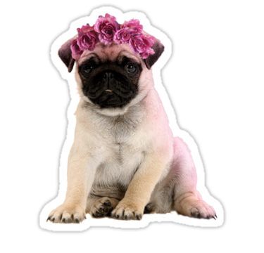 Puppy Stickers, Overlays Tumblr, Tumblr Stickers, Sticker Template, Pug Puppies, Cute Dogs And Puppies, Puppy Pictures, Stickers For Sale, Pug Dog